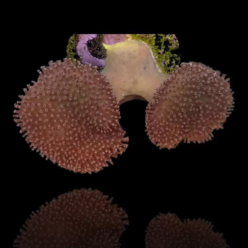 Sarcophyton sp - Double - En forme de coupe