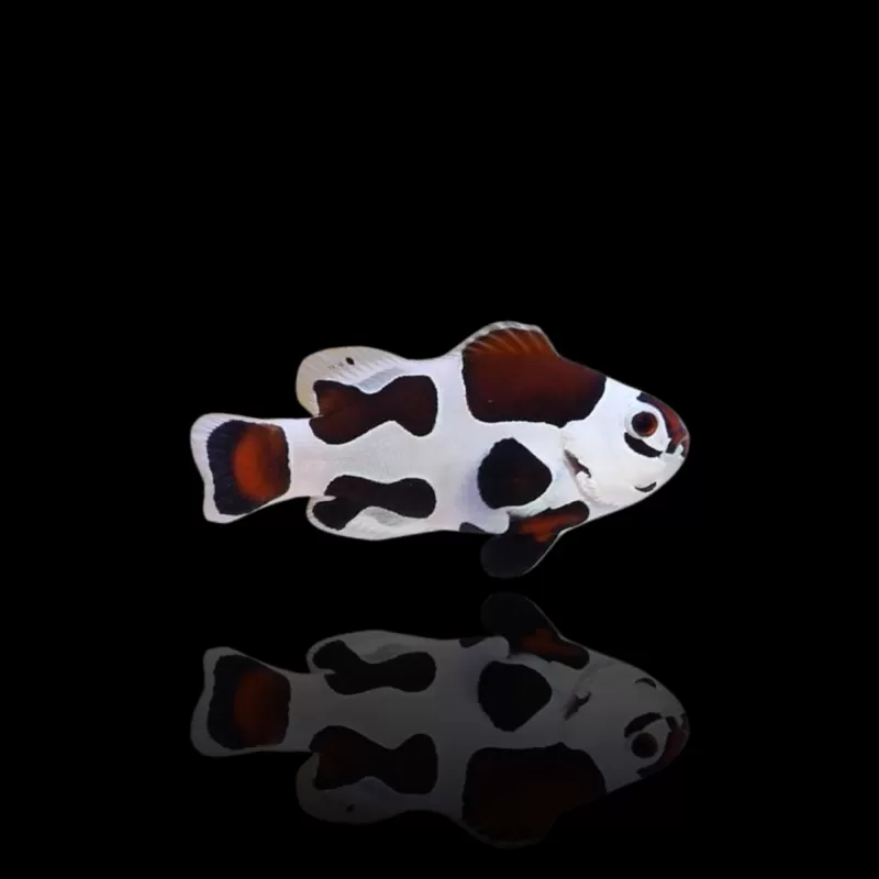 Amphiprion Occelaris | Coralandfishstore.nl Amphiprion Occelaris | Coralandfishstore.nl