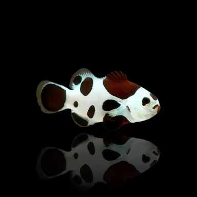 Amphiprion Occelaris | Coralandfishstore.nl Amphiprion Occelaris | Coralandfishstore.nl