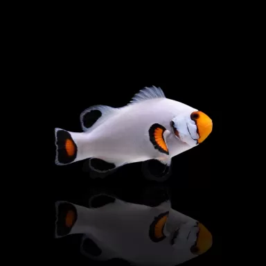 Amphiprion Platin