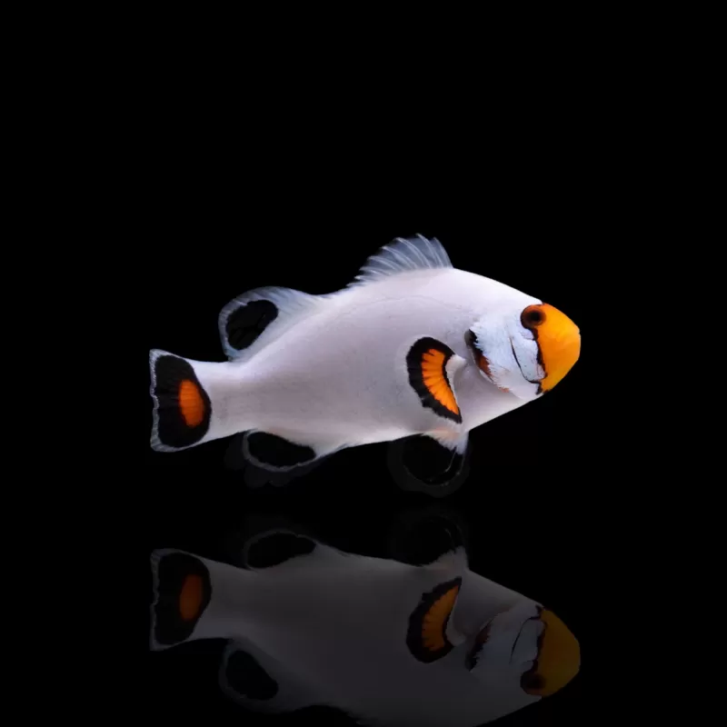 Amphiprion Platin| Coralandfishstore.nl Amphiprion Platin| Coralandfishstore.nl