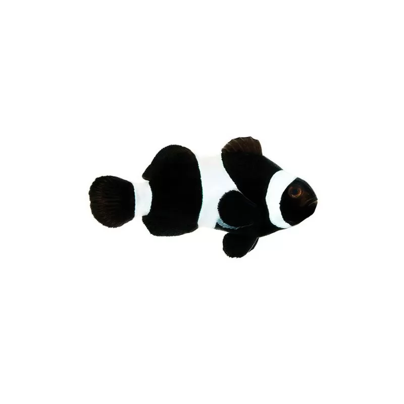 Kaufen Sie Amphiprion Ocellaris Darwin Black | Coralandfishstore.nl Kaufen Sie Amphiprion Ocellaris Darwin Black | Coralandfishstore.nl