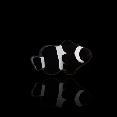 Amphiprion Ocellaris Darwin Schwarz