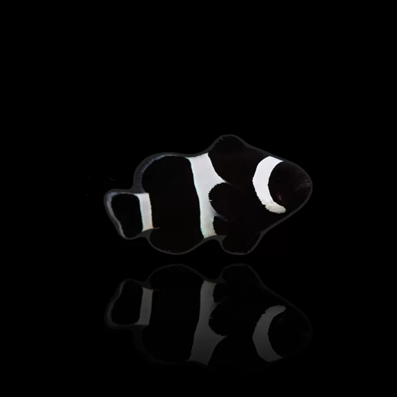 Amphiprion Ocellaris Darwin Black Amphiprion Ocellaris Darwin Black
