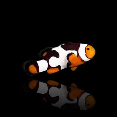 Amphiprion Percula Onyx | Coralandfishstore.nl Amphiprion Percula Onyx | Coralandfishstore.nl