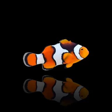 Amphiprion Percula Onyx | Coralandfishstore.nl Amphiprion Percula Onyx | Coralandfishstore.nl