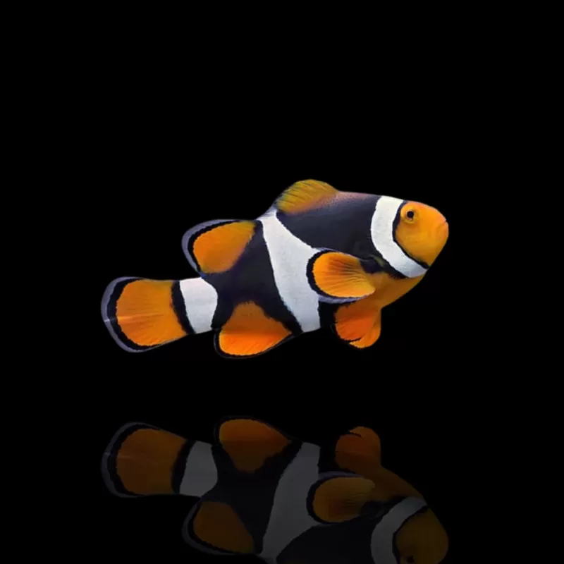 Amphiprion Percula Onyx | Coralandfishstore.nl Amphiprion Percula Onyx | Coralandfishstore.nl