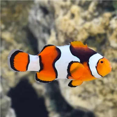Amphiprion Percula Onyx | Coralandfishstore.nl Amphiprion Percula Onyx | Coralandfishstore.nl