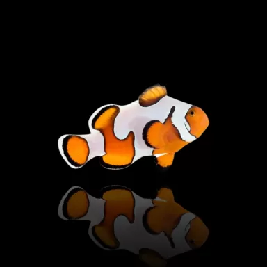 Amphiprion Ocellaris Gladiator