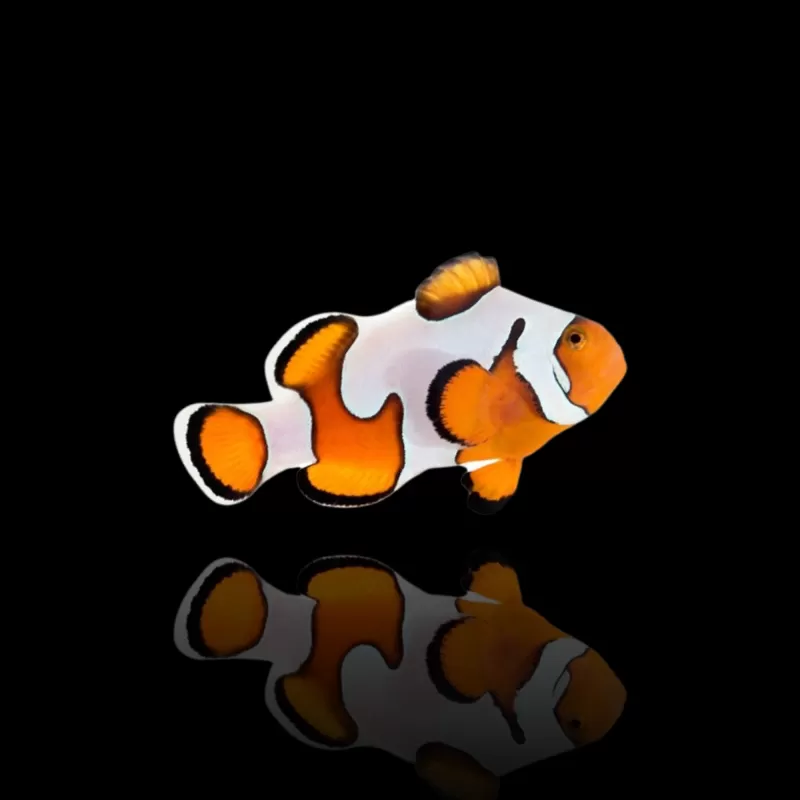 Amphiprion Ocellaris Gladiator | Coralandfishstore.nl Amphiprion Ocellaris Gladiator | Coralandfishstore.nl