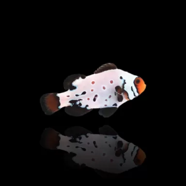 Amphiprion Ocellaris Frostbite|  Coralandfishstore.nl Amphiprion Ocellaris Frostbite|  Coralandfishstore.nl