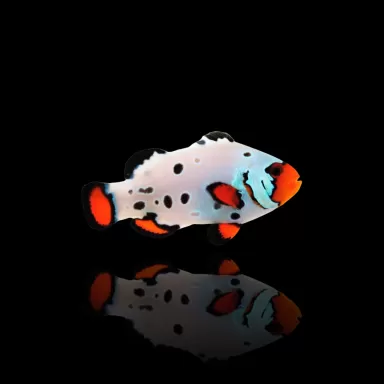 Amphiprion Ocellaris Erfrierung
