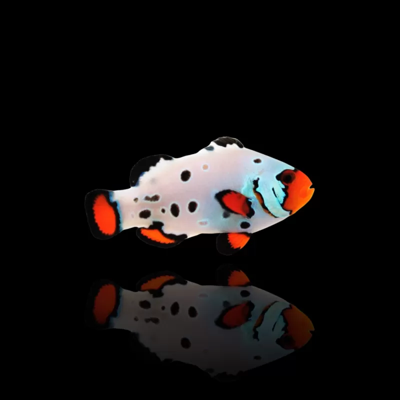 Amphiprion Ocellaris Erfrierungen| Coralandfishstore.nl Amphiprion Ocellaris Erfrierungen| Coralandfishstore.nl