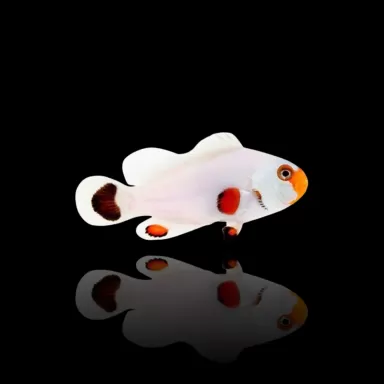 Amphiprion Ocellaris Wyoming White| Coralandfishstore.nl Amphiprion Ocellaris Wyoming White| Coralandfishstore.nl