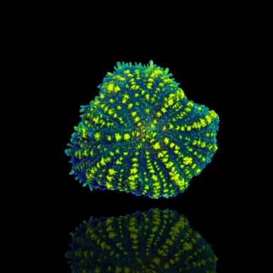 Rhodactis Yellow Stripe Vietnam 1 Ohr kaufen | Coralandfishstore.nl