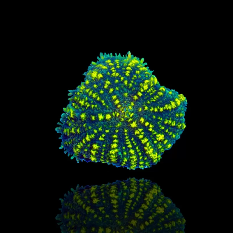 Rhodactis Yellow Stripe Vietnam 1 Ear Rhodactis Yellow Stripe Vietnam 1 Ear