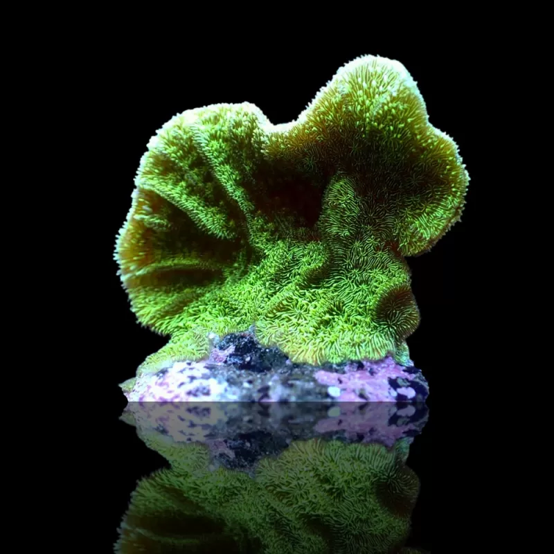 Pavona-Kaktus | Coralandfishstore.nl Pavona-Kaktus | Coralandfishstore.nl