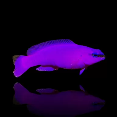 Pseudochromis Fridmani kaufen?| Coralandfishstore.nl