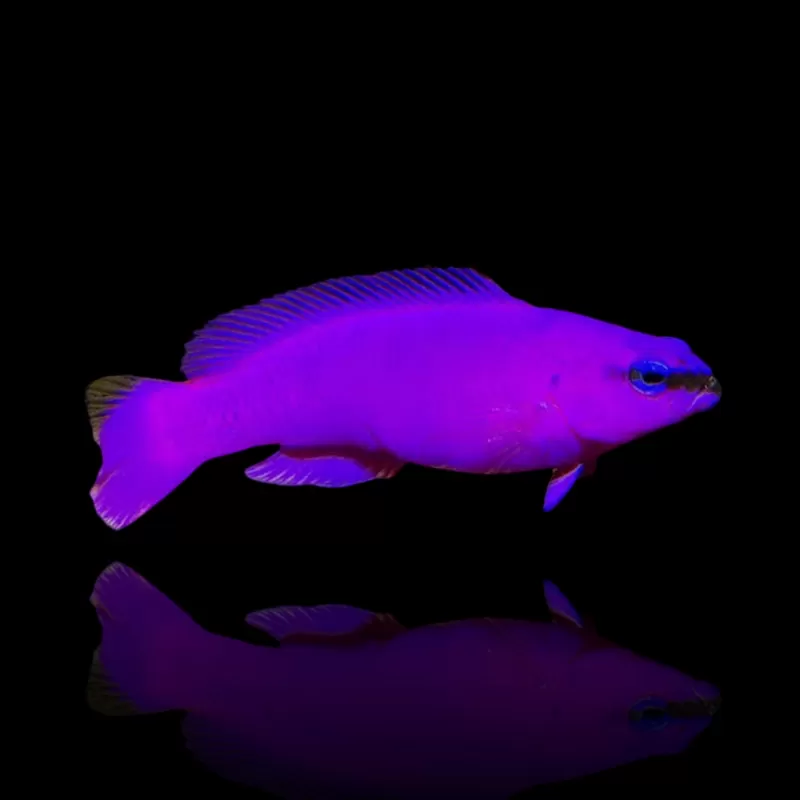 Pseudochromis Fridmani kaufen?| Coralandfishstore.nl Pseudochromis Fridmani kaufen?| Coralandfishstore.nl