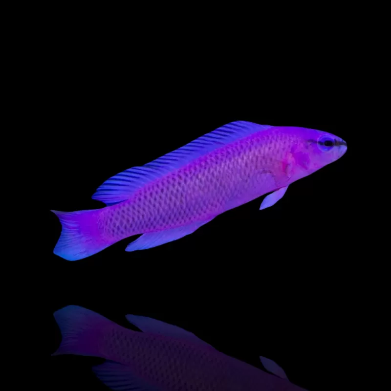 Pseudochromis Fridmani kaufen?| Coralandfishstore.nl Pseudochromis Fridmani kaufen?| Coralandfishstore.nl