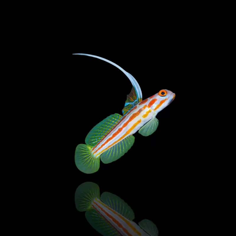 Stonogobiops Yasha - Yasha-Grundel ? | Coralandfishstore.nl Stonogobiops Yasha - Yasha-Grundel ? | Coralandfishstore.nl