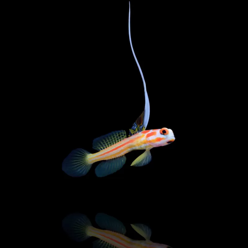 Stonogobiops Yasha - Yasha-Grundel ? | Coralandfishstore.nl Stonogobiops Yasha - Yasha-Grundel ? | Coralandfishstore.nl