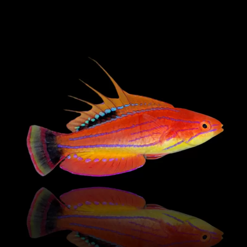Paracheilinus Carpenteri | Coralandfishstore.nl Paracheilinus Carpenteri | Coralandfishstore.nl