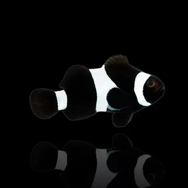 Amphiprion Ocellaris Schwarz