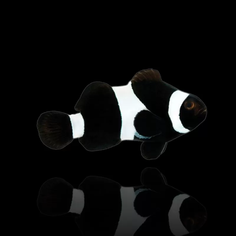 Amphiprion Ocellaris Schwarz| Coralandfishstore.nl Amphiprion Ocellaris Schwarz| Coralandfishstore.nl
