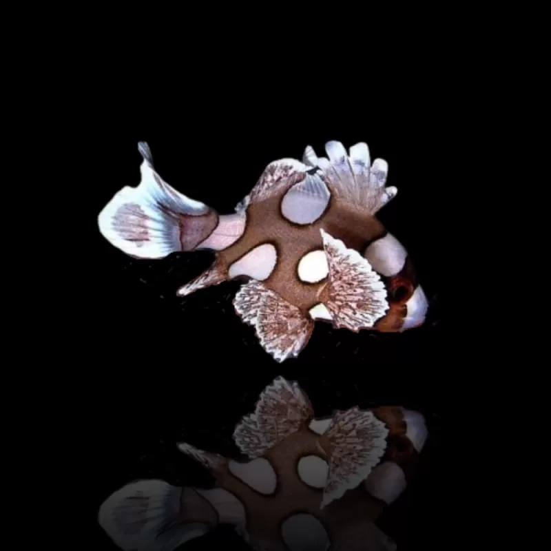 Plectorhinchus Chaetodonoides | Coralandfishstore.nl Plectorhinchus Chaetodonoides | Coralandfishstore.nl