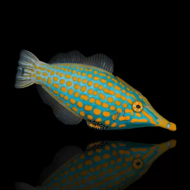 Oxymonacanthus Longirostris, Orangenfleck-Feilenfisch