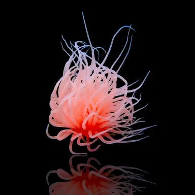 Cerianthus Membranaceus Orange Vietnam