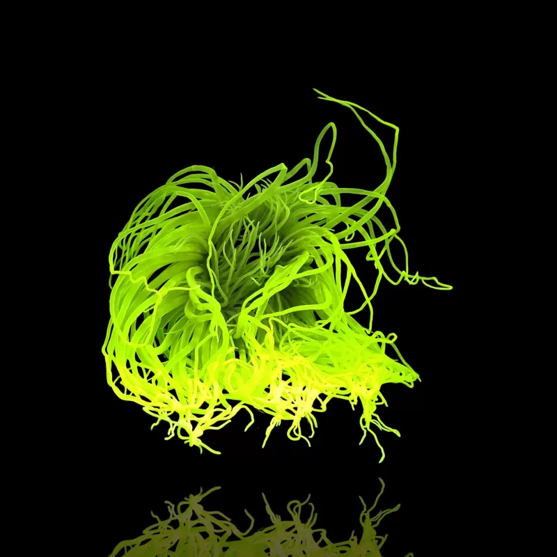 Cerianthus Membranaceus Neongrün | Zylinderrose |Coralandfishstore
