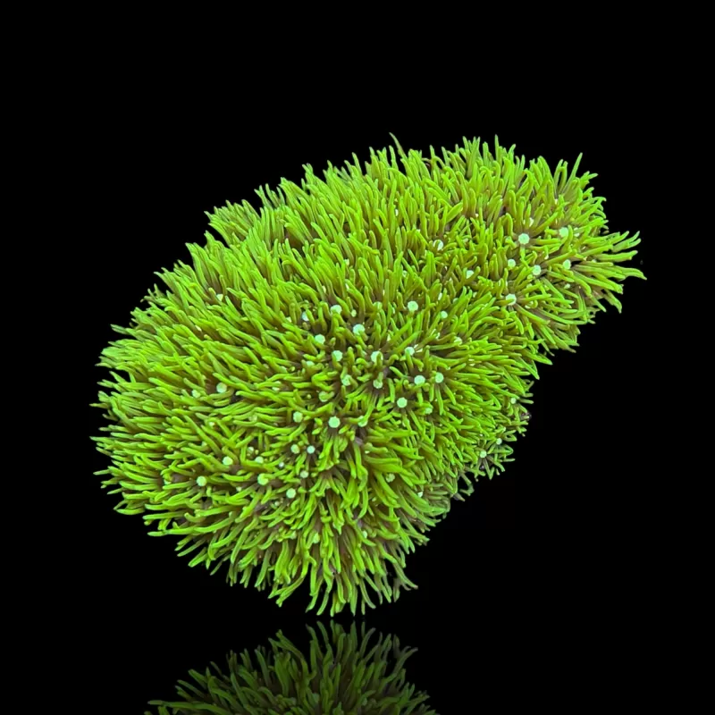 Pachyclavularia Violacea kaufen?| Coralandfishstore.nl Pachyclavularia Violacea kaufen?| Coralandfishstore.nl