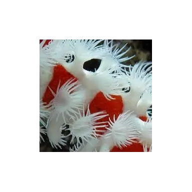 Trikentrion Flabeliforme M-Größe bestellen? l Coralandfishstore.nl