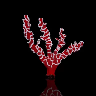 Trikentrion Flabeliforme M-Größe bestellen? l Coralandfishstore.nl