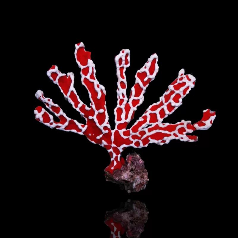 Trikentrion Flabeliforme M-Größe bestellen? l Coralandfishstore.nl Trikentrion Flabeliforme M-Größe bestellen? l Coralandfishstore.nl