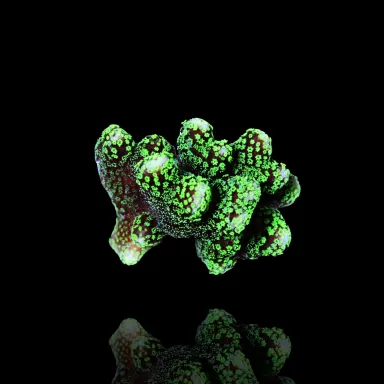 Stylopora Green Tiny Frag