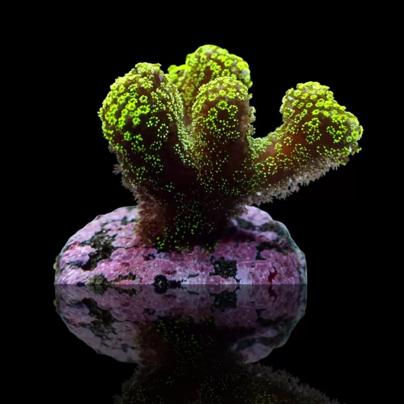 Kaufen Sie Stylophora Pistillata Grün / Gelb | Corallandfishstore Kaufen Sie Stylophora Pistillata Grün / Gelb | Corallandfishstore