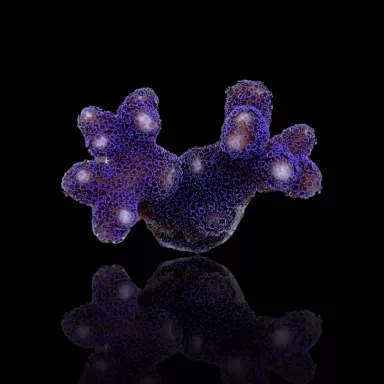 Möchten Sie Stylophora Pistillata Purple Polyp kaufen? | Coralandfishstore