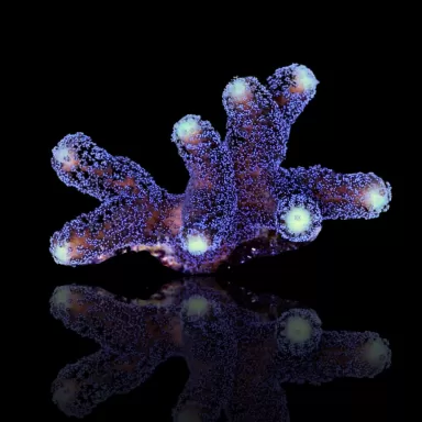 Möchten Sie Stylophora Pistillata Purple Polyp kaufen? | Coralandfishstore