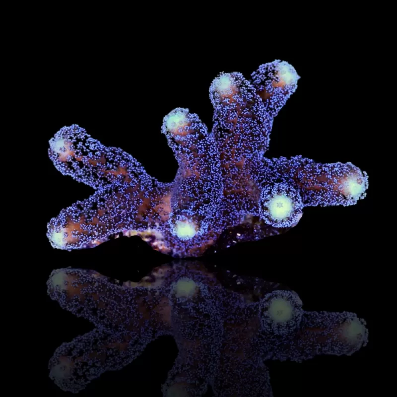 Möchten Sie Stylophora Pistillata Purple Polyp kaufen? | Coralandfishstore Möchten Sie Stylophora Pistillata Purple Polyp kaufen? | Coralandfishstore
