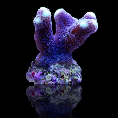Möchten Sie Stylophora Pistillata Purple Polyp kaufen? | Coralandfishstore