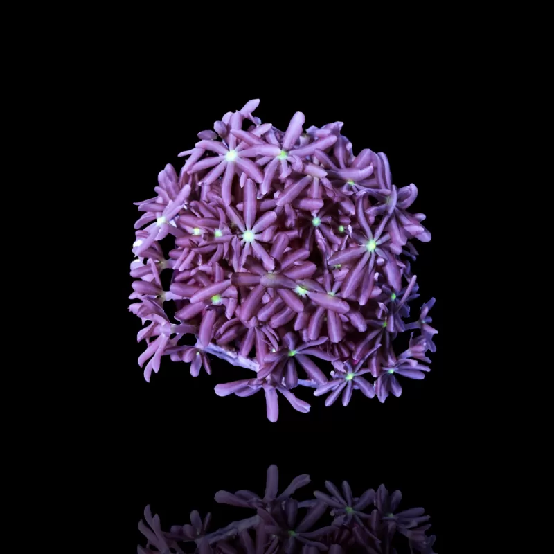 Knopia Octocontacanalis - Jasminpolypen Knopia Octocontacanalis - Jasminpolypen