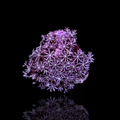 Knopia Octocontacanalis - Jasminpolypen