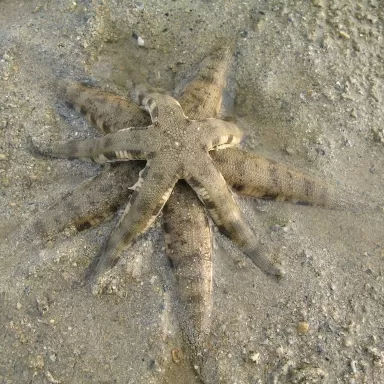 Coral and Fishstore - Archaster Typicus oder der sandsiebende Seestern