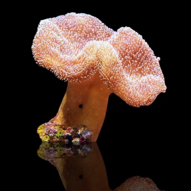 Sarcophyton sp. S-Größe| Coralandfishstore.nl Sarcophyton sp. S-Größe| Coralandfishstore.nl