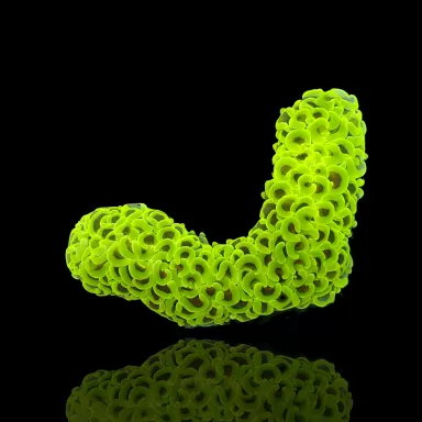 Möchten Sie Euphyllia Ancora Ultra Neon Green kaufen? | Coralandfishstore.nl