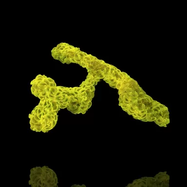 Möchten Sie Euphyllia Ancora Ultra Neon Green kaufen? | Coralandfishstore.nl