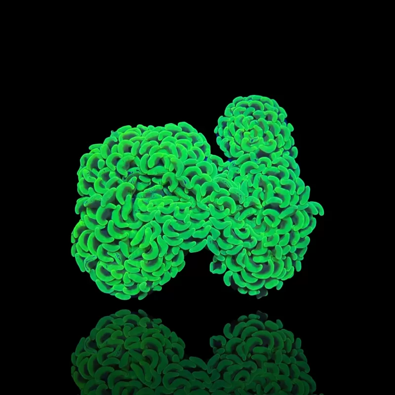 Euphyllia Ancora Ultra Neon Green kopen ? |  Coralandfishstore.nl